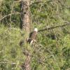 Bald Eagles fly overhead